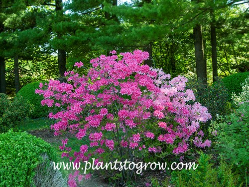 Rosy Lights Azalea 
the lighter colored Azalea behind the Rosy Lights is different Azalea. 
(late April)